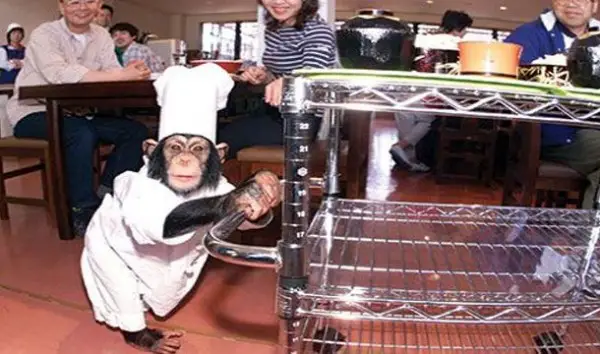 restaurante de monos