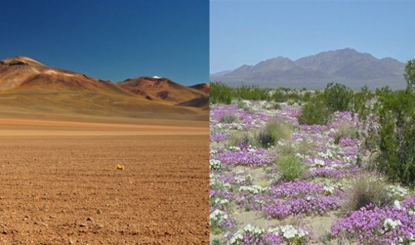 desierto de flores