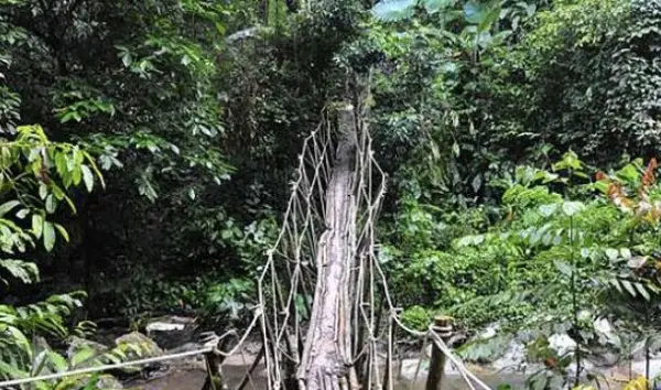 jungla sudeste asiatico