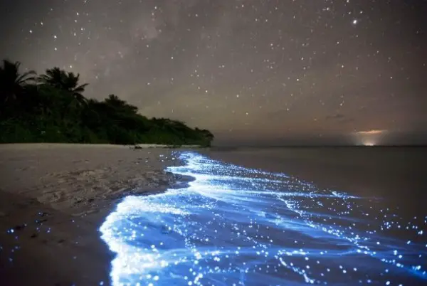 La bioluminiscencia
