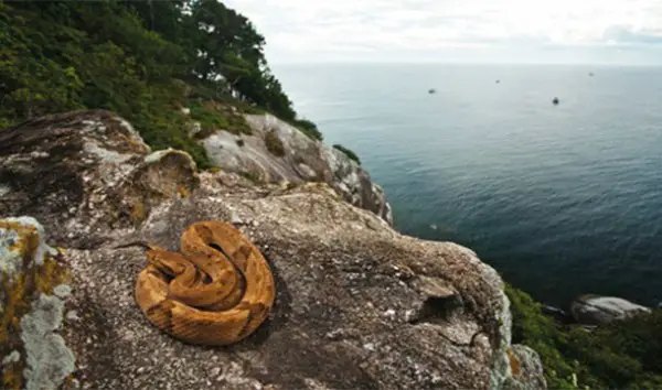 isla serpientes Queimada Grande