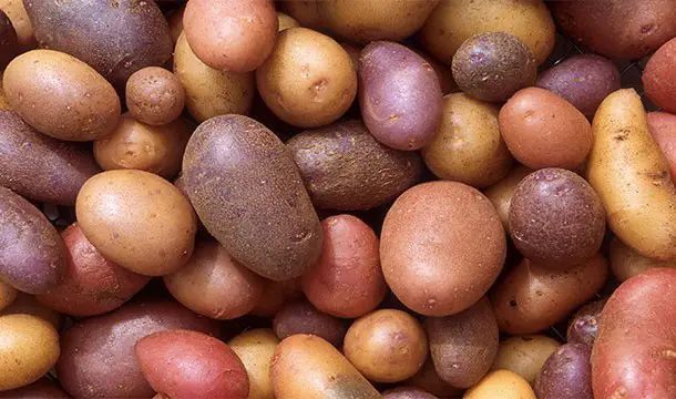 patatas ilegales