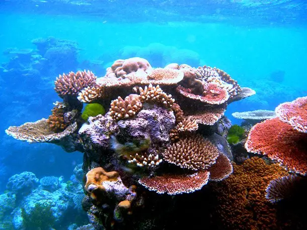 gran barrera de coral
