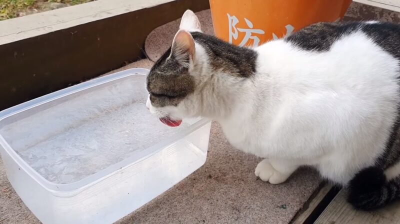 gato bebiendo hielo