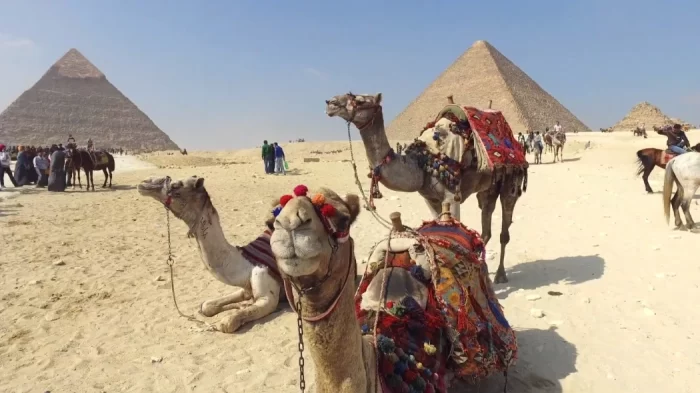 camellos egipto